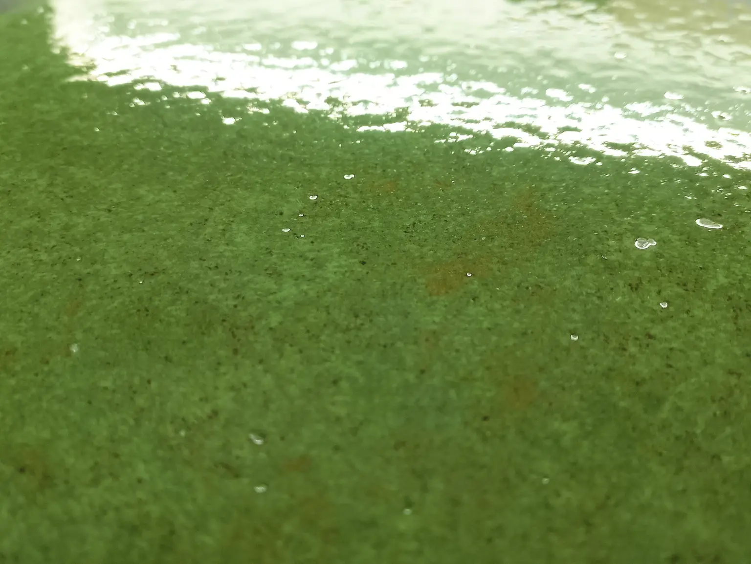 Botanique Vert - Image 2